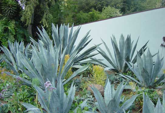 Agave Plants